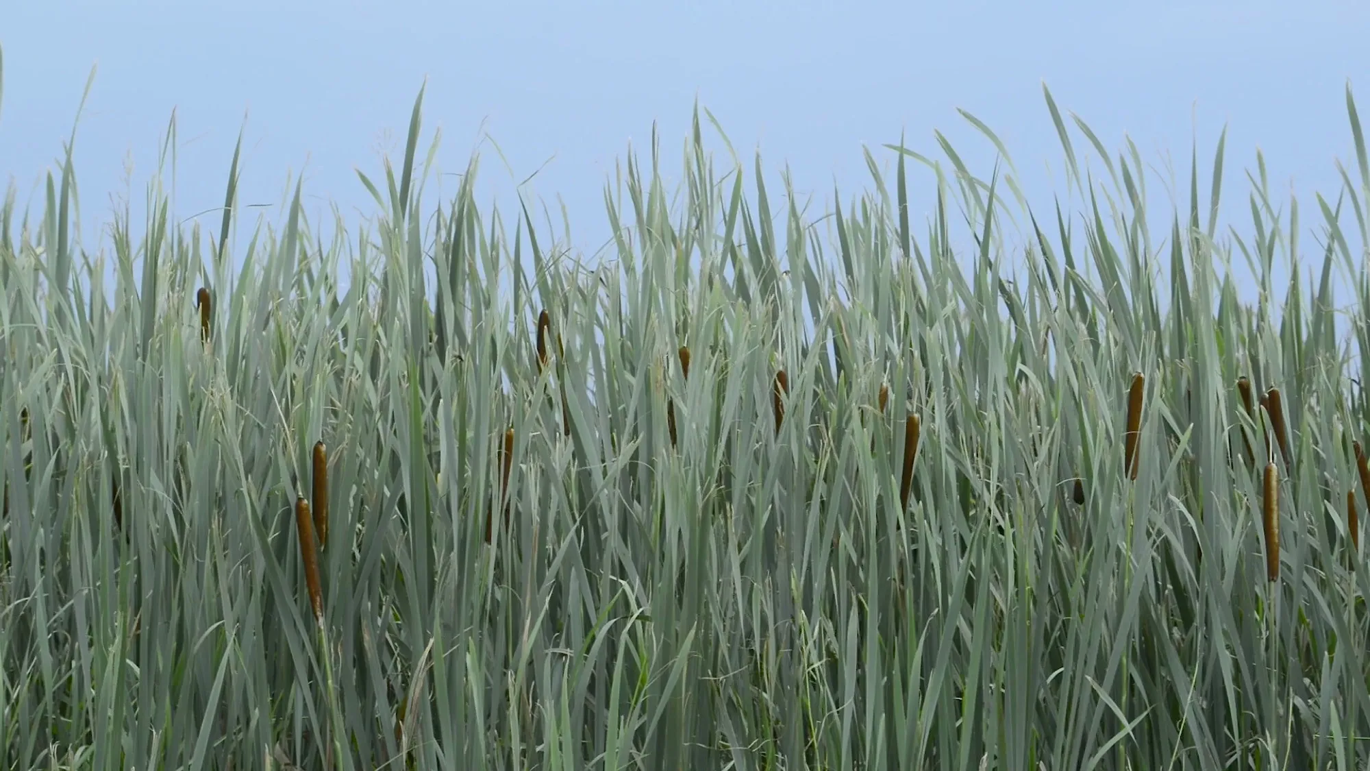 Marsh grass in Lowcountry light